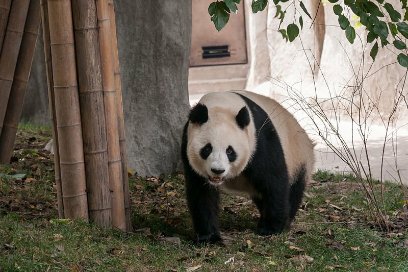 Panda-breeding
