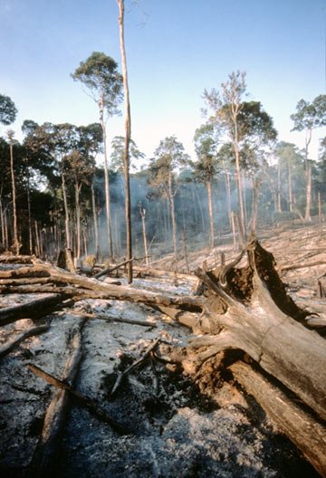 torgamba-forest-burnt