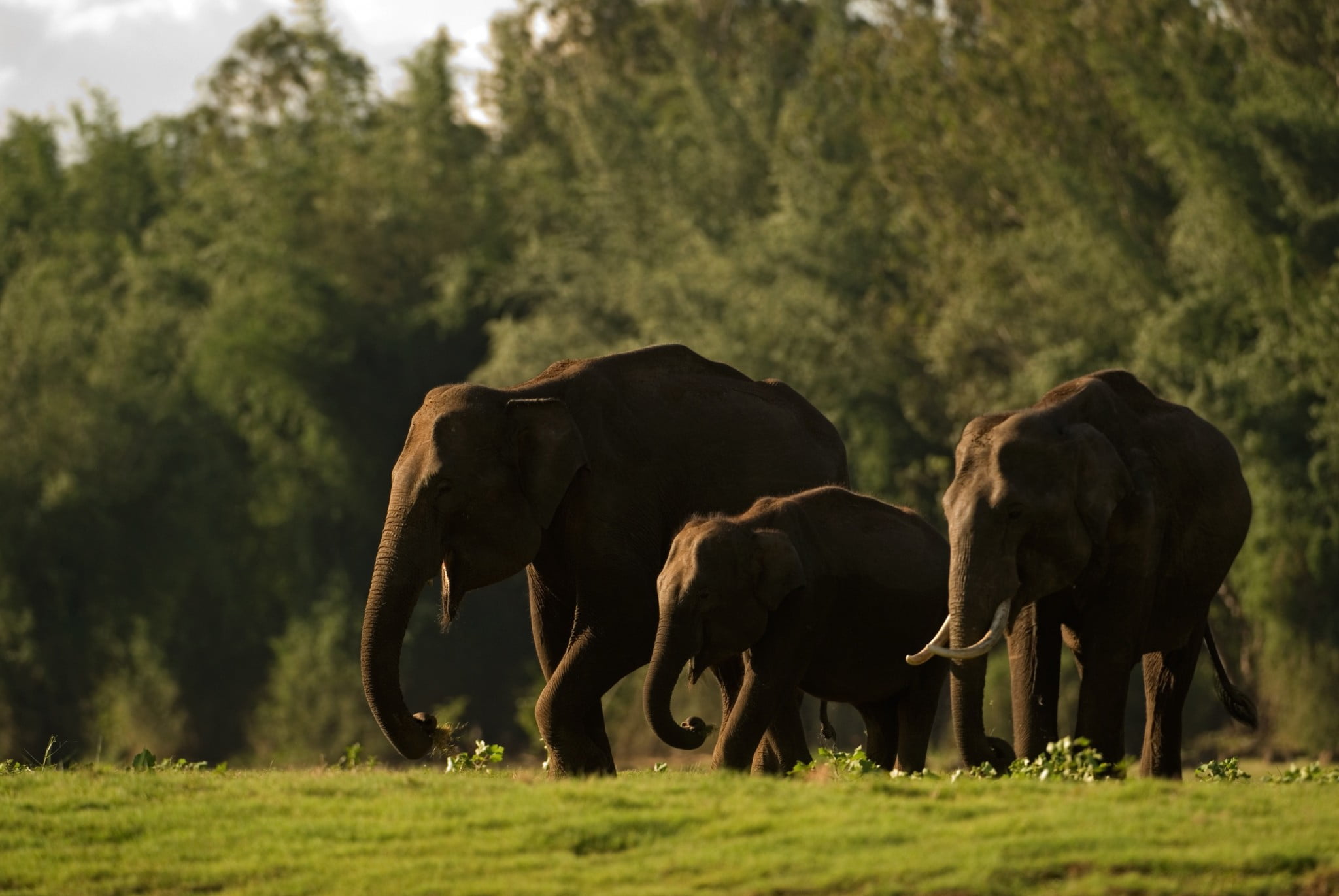 Biologists Provide Guidelines For Estimation Of Elephant Population In