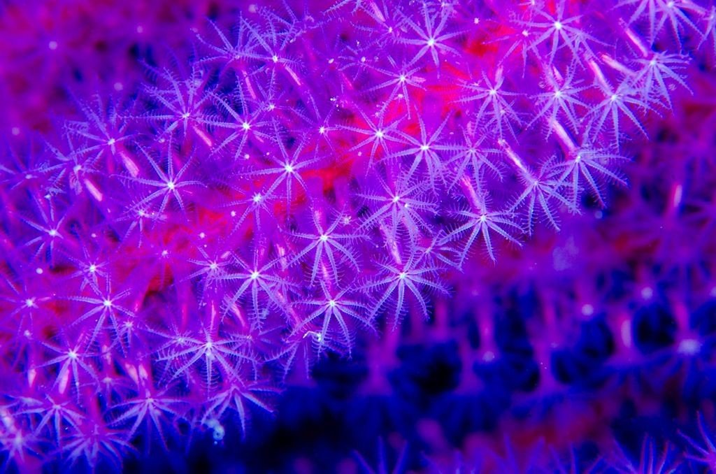 Fluorescent Coral Reefs