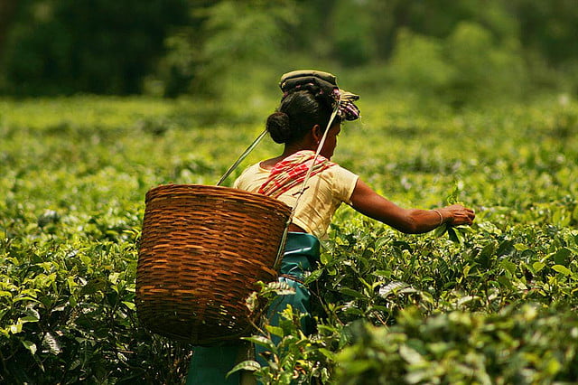 Plucking_tea_in_a_tea_garden_of_Assam