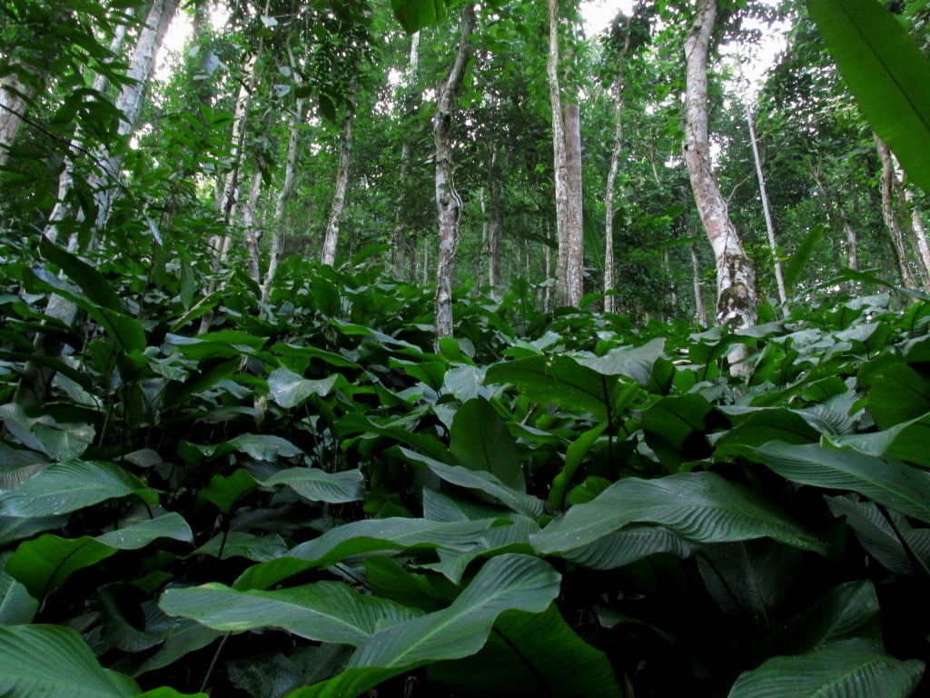 betel leaf cultivation (agro-forests)