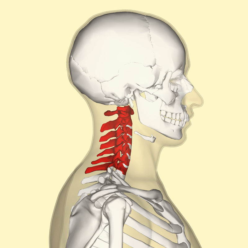 Cervical_vertebrae