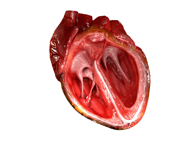 Heart 3
