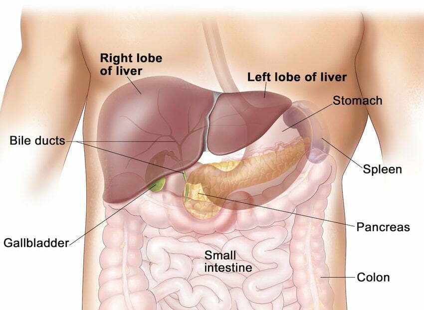 Liver-anatomy