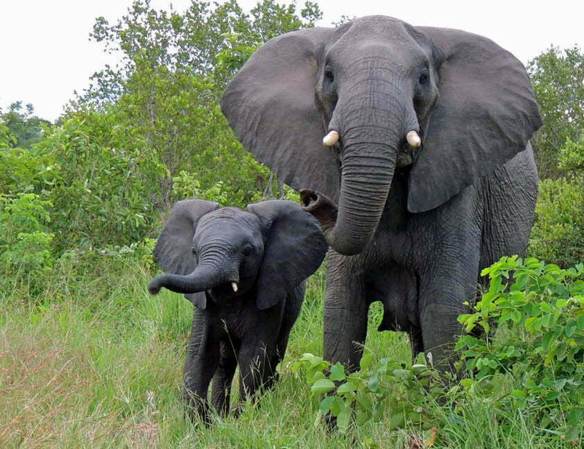 elephant-and-calf