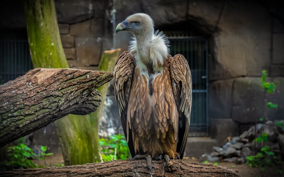 Vultures - one of the most misunderstood birds 2